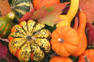 Fall Decoratives