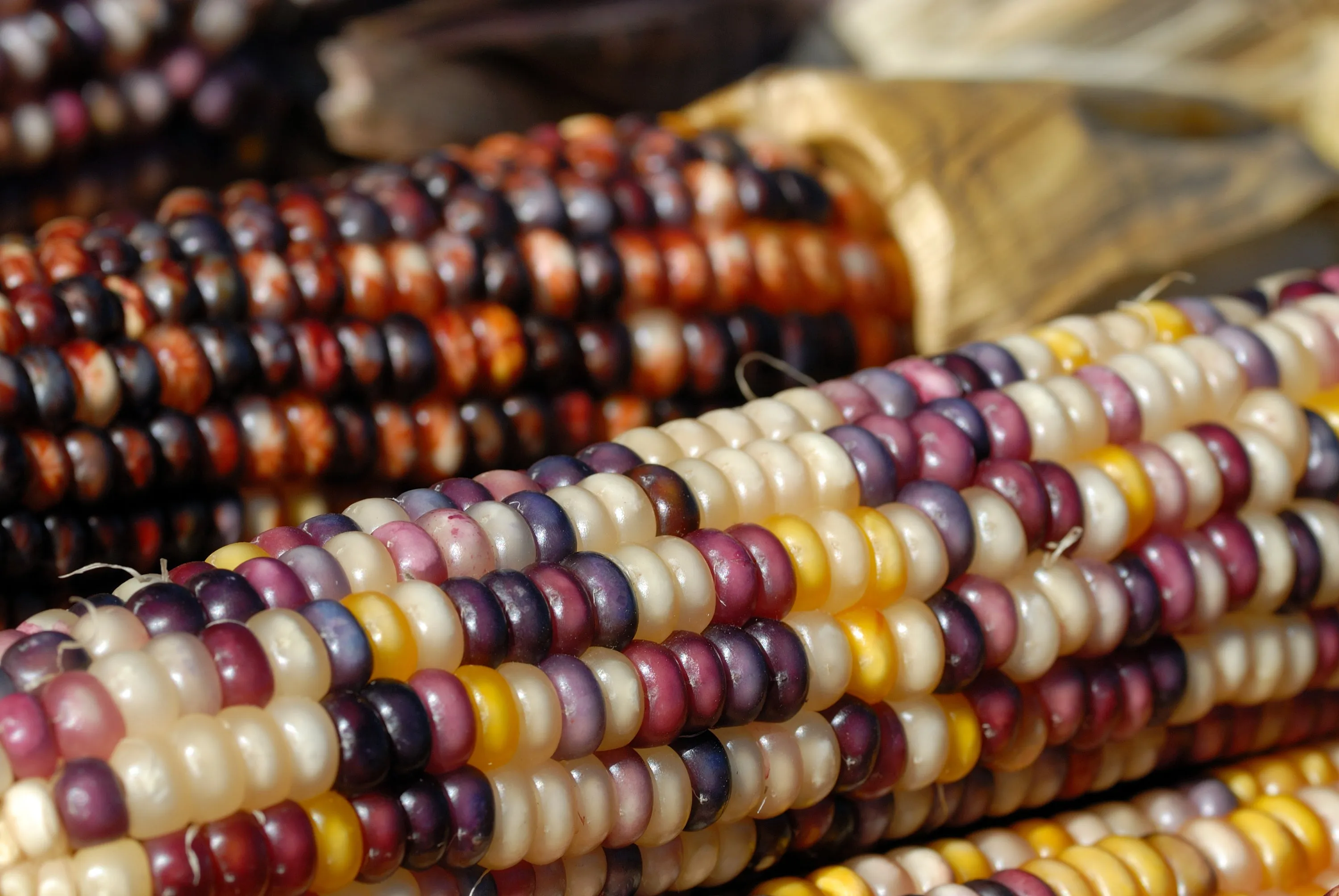 Fall Decoratives