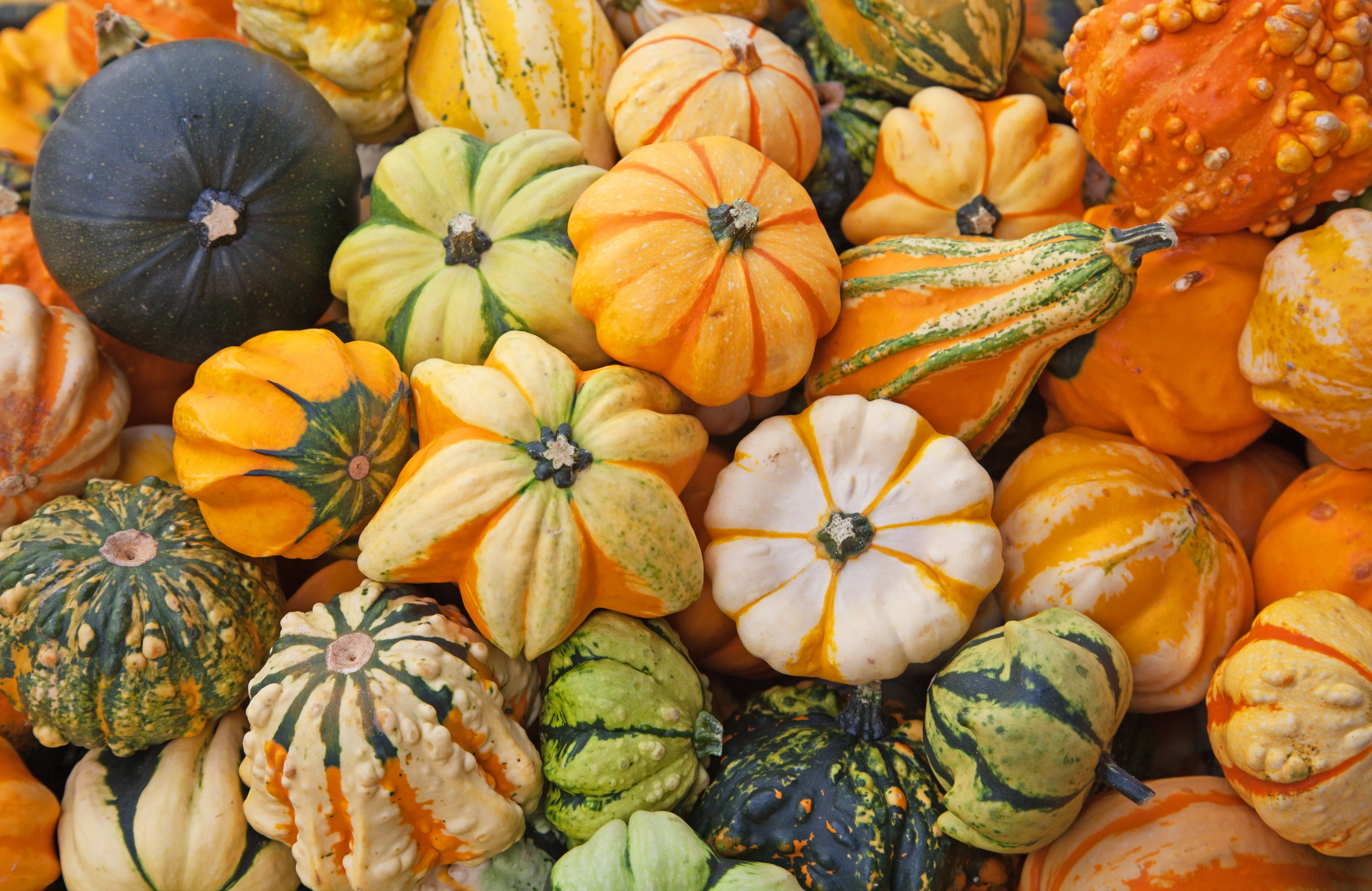 Fall Decoratives