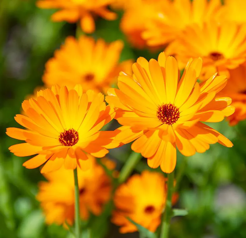 Nelsons Calendula Cream 30ml